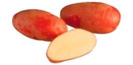 maa-aitta Istukasperuna Rosamunda 1kg