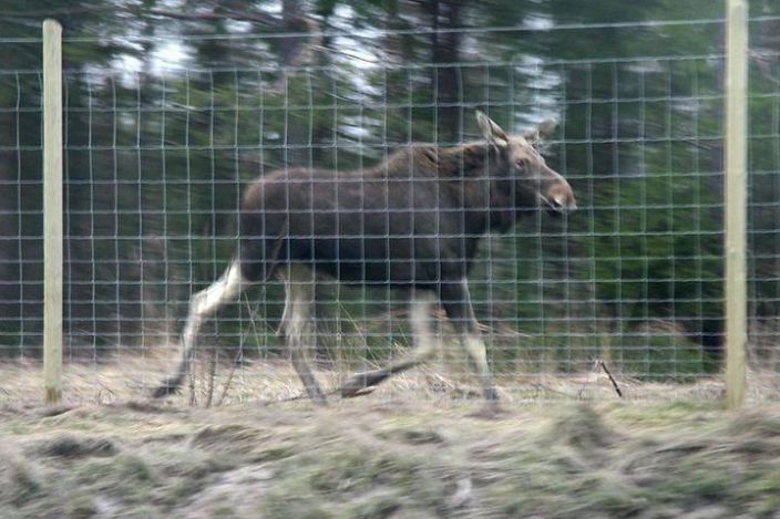 Riista-aita 200cm x 50m Kestava riista-aitaverkko on valmistettu galvanoidusta teraslangasta esim. metsan elainten paasyn