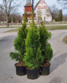 Timanttituija Smaragd 80-100cm