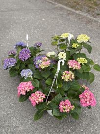 Hortensia-amppeli 23cm
