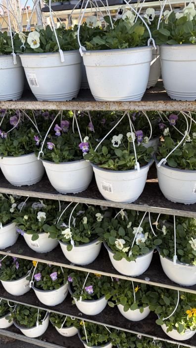 Orvokkiamppeli tuotekuva 2