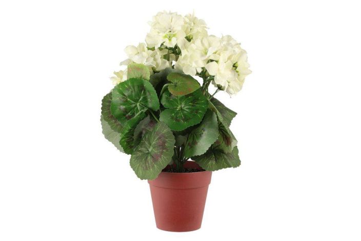 4Living Pelargonia ruukussa 631964 tuotekuva 3