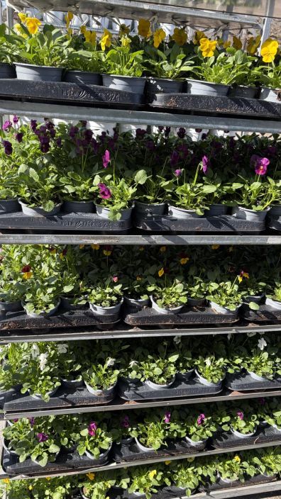 Orvokkitaimi 9cm tuotekuva 4