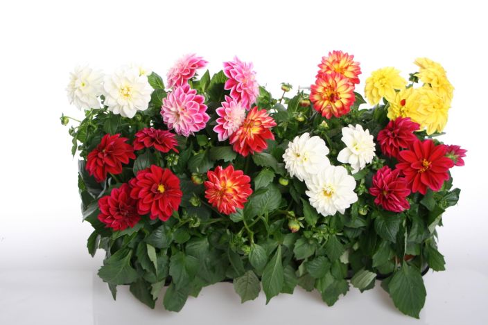 Dahlia 12cm KOTIMAINEN 901-873 Dahlia 12cm KOTIMAINEN 901-873
