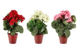 4Living 4Living Pelargonia ruukussa 631964