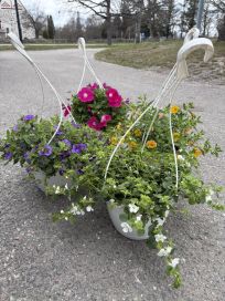 Kesäkukka-amppeli 21cm