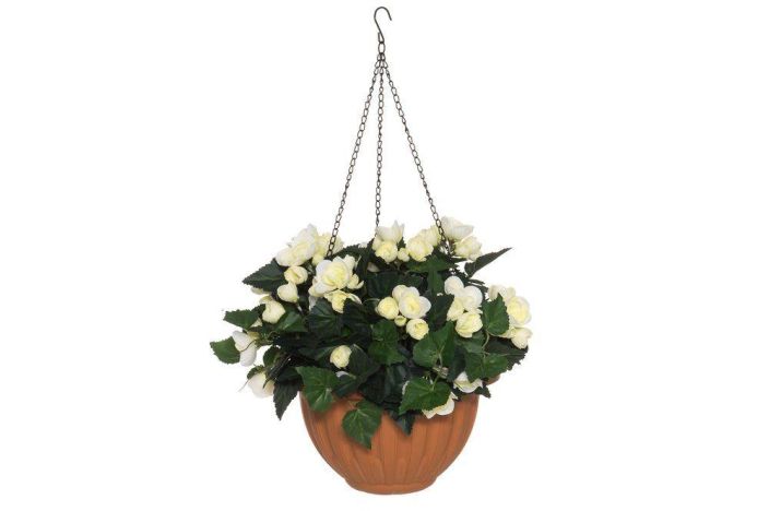 4Living Begonia amppeli valkoinen 631746 924-3965