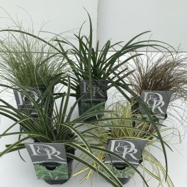 Koristeheinä mix 13 cm