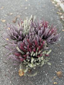 Calluna trio 12 cm