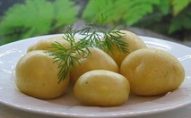 maa-aitta Istukasperuna Jussi 5kg