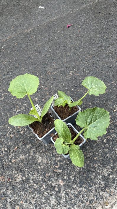 Kurpitsantaimet 10cm Kotimaiset kurpitsan taimet 10 cm ruukussa. Kurpitsantaimet 10cm Kotimaiset kurpitsan taimet 10 cm ruukussa.