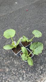 Kurpitsantaimet 10cm ruukussa