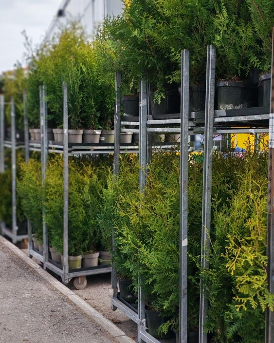 Kartiotuija "Brabant" 60-80cm tuotekuva 2