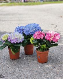 Hortensia 10,5cm