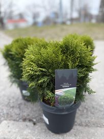 Pallotuija 19cm ruukku