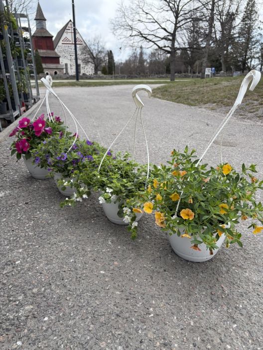 Kesäkukka-amppeli 21cm ruukussa tuotekuva 1 Kesäkukka-amppeli 21cm ruukussa tuotekuva 1