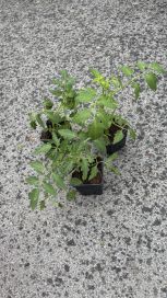 Tomaatin taimet 10cm ruukussa