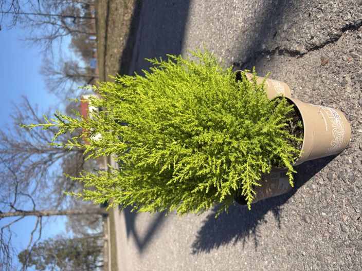 Kultasypressi Wilma 13cm Kultasypressi Wilma 13 cm ruukussa. Kultasypressi Wilma 13cm Kultasypressi Wilma 13 cm ruukussa.