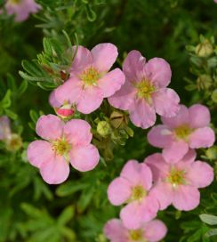 Lovely pink pensashanhikki 3L