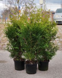 Kartiotuija "Brabant" 80-100cm