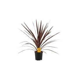 Verililjapuu pun. 13cm ruukku