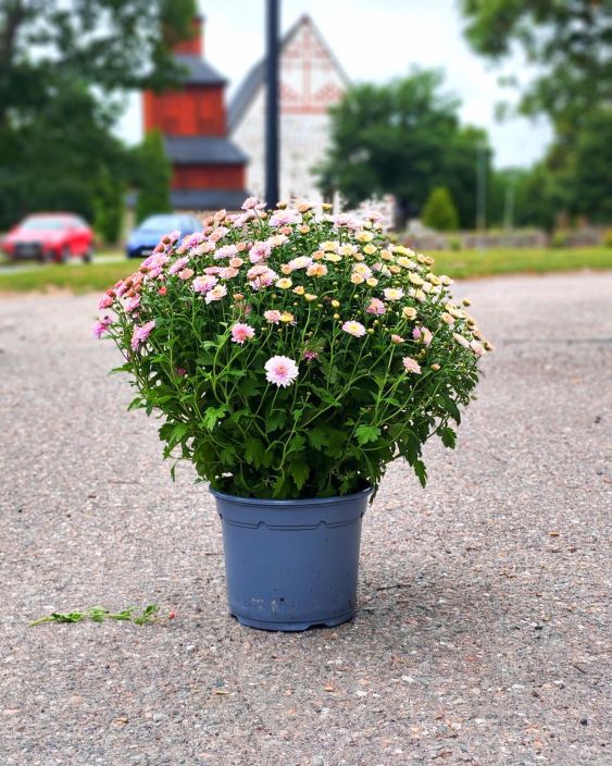Pallokrysanteemi iso 19cm tuotekuva 1 Pallokrysanteemi iso 19cm tuotekuva 1