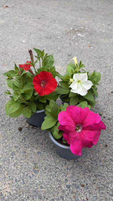 Kesäkukkataimi 9cm tuotekuva 1 Kesäkukkataimi 9cm tuotekuva 1